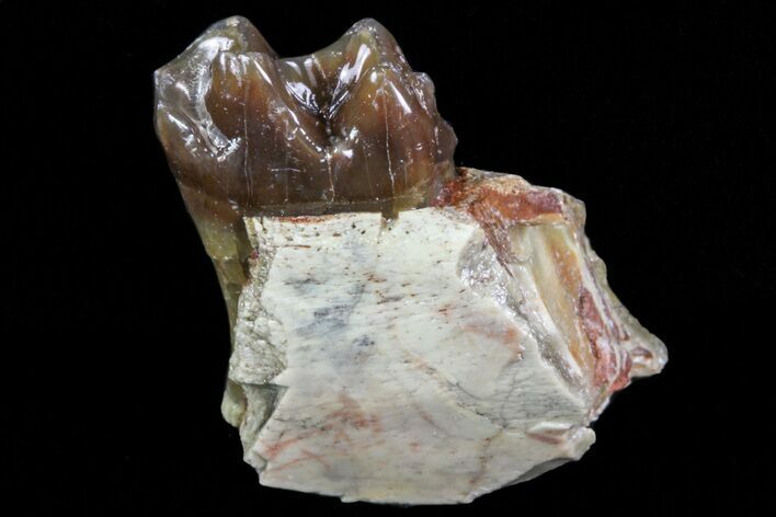 Oligocene Horse (Mesohippus) Jaw Section - South Dakota #73627